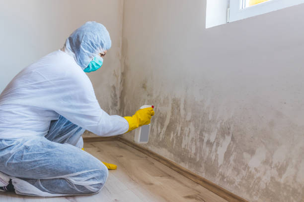Licensed Mold Inspection service in Saint Joseph, MI - WQB Mold Removal